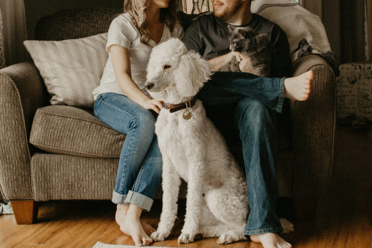 A couple on the sofa with their poodle and grey cat