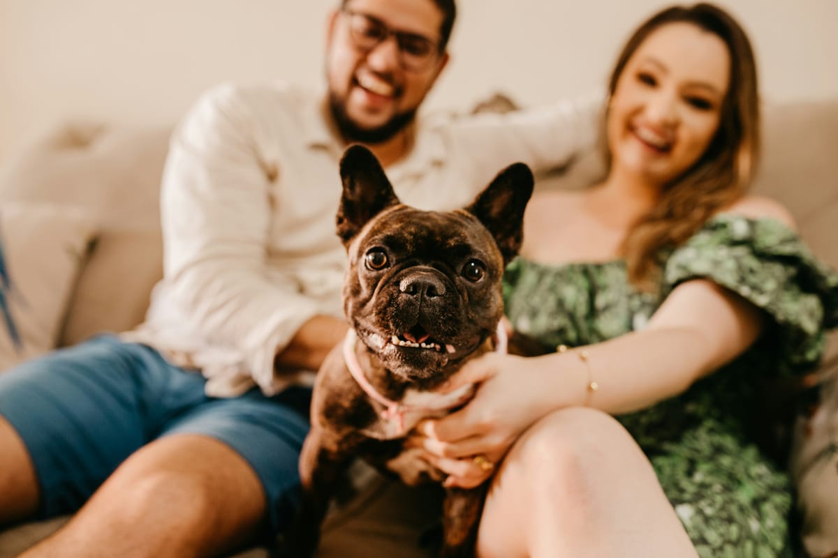 A brindle French bulldog looking straight at the camera