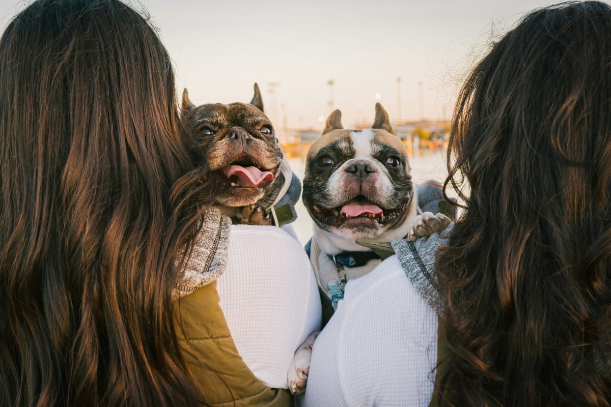 Two happy French bulldogs looking over their pet parents’ shoulders